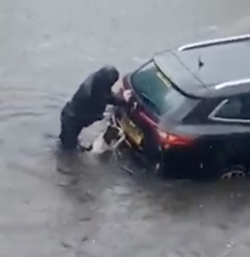 chien-aide-proprietaire-pousser-voiture-coincee-inondation