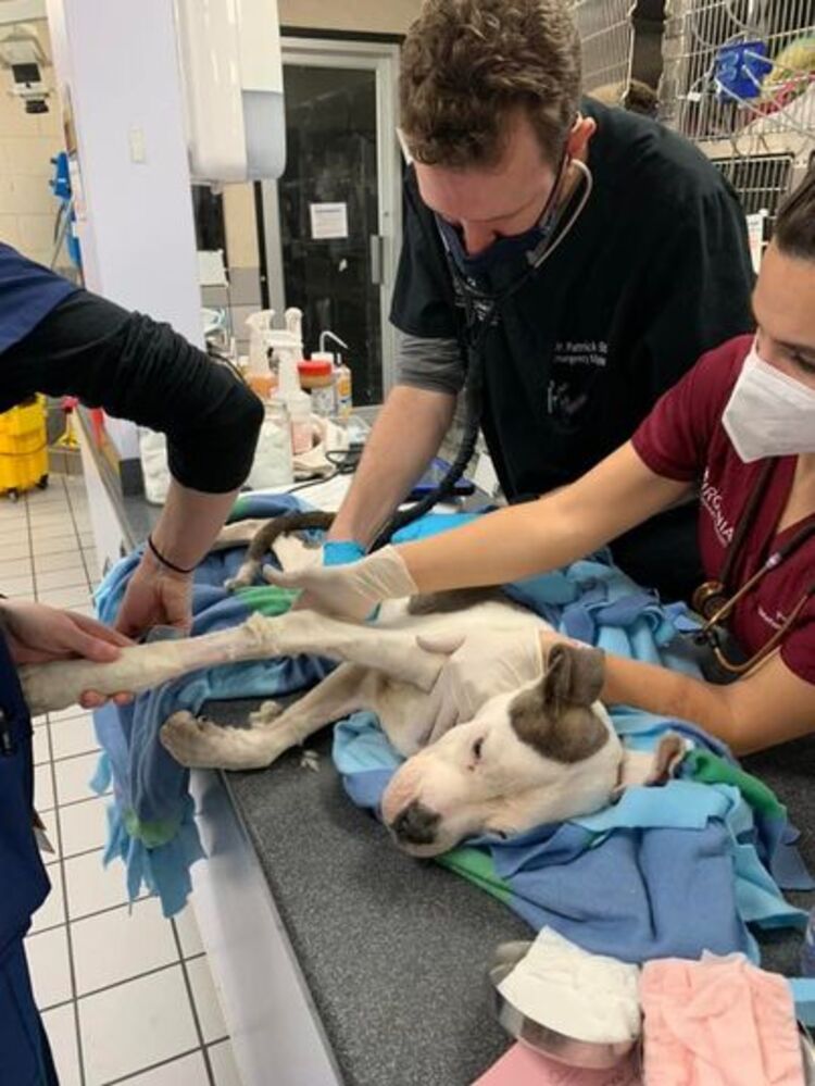 chien-au-bord-mort-retrouve-jete-lexterieur-refuge-transporte-durgence-veterinaire