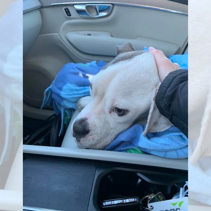 chien-au-bord-mort-retrouve-jete-lexterieur-refuge-transporte-durgence-veterinaire