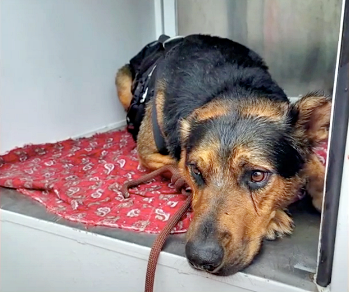 chien-emporte-fort-courant-riviere-enfin-securite-apres-sauvetage-dramatique-2-heures