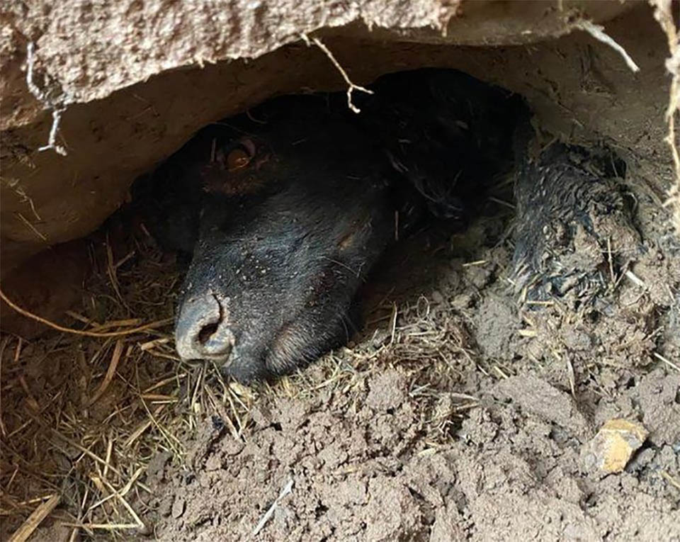 chien-piege-sous-terre-pendant-60-heures-veut-se-frotter-ventre