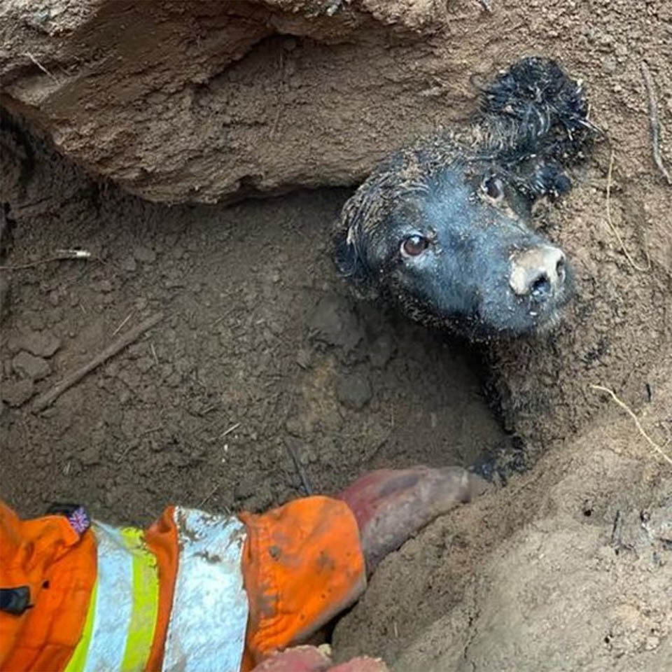 chien-piege-sous-terre-pendant-60-heures-veut-se-frotter-ventre