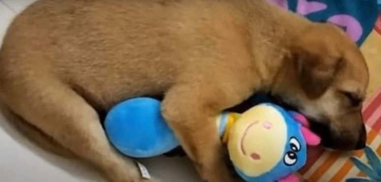 chienne-mal-nourrie-sans-defense-demande-laide-nourrir-chiots