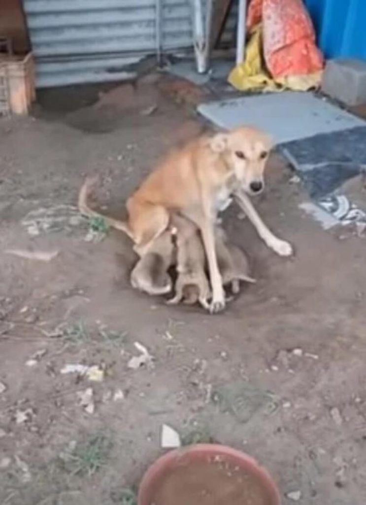 chienne-mal-nourrie-sans-defense-demande-laide-nourrir-chiots