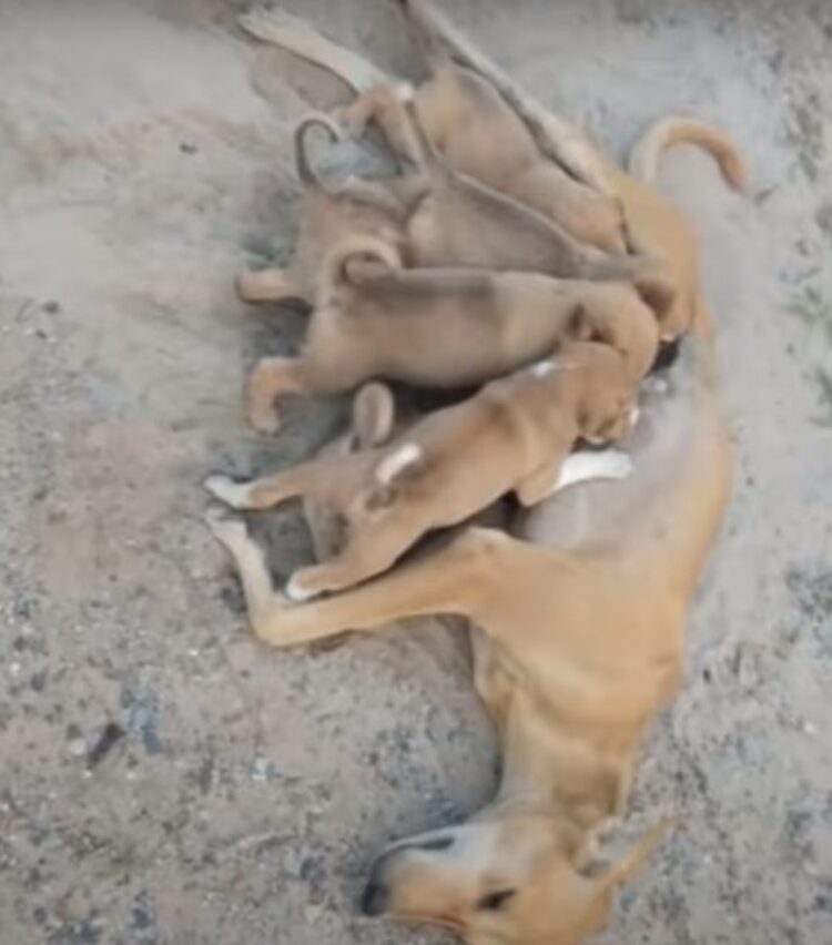 chienne-mal-nourrie-sans-defense-demande-laide-nourrir-chiots