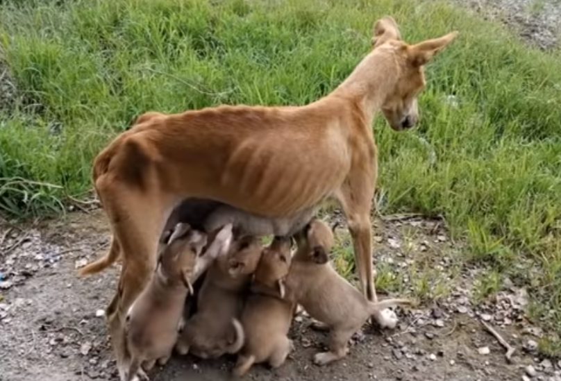 chienne-mal-nourrie-sans-defense-demande-laide-nourrir-chiots