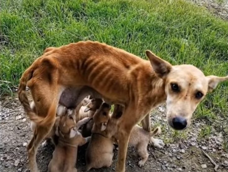 chienne-mal-nourrie-sans-defense-demande-laide-nourrir-chiots