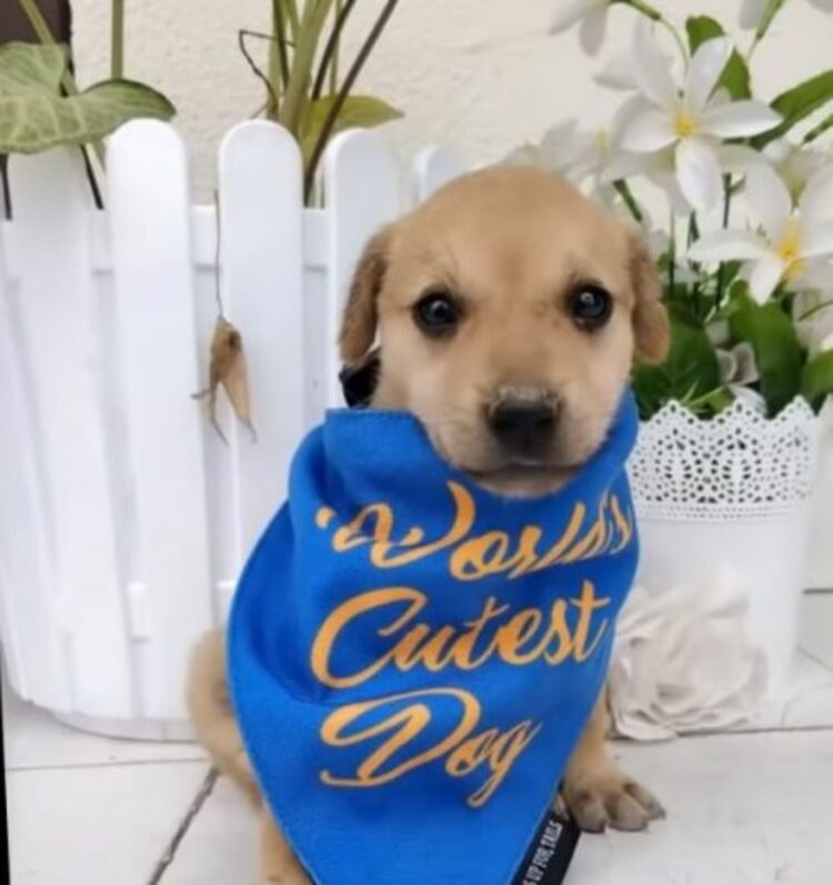 chienne-mal-nourrie-sans-defense-demande-laide-nourrir-chiots