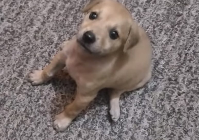 chienne-mal-nourrie-sans-defense-demande-laide-nourrir-chiots