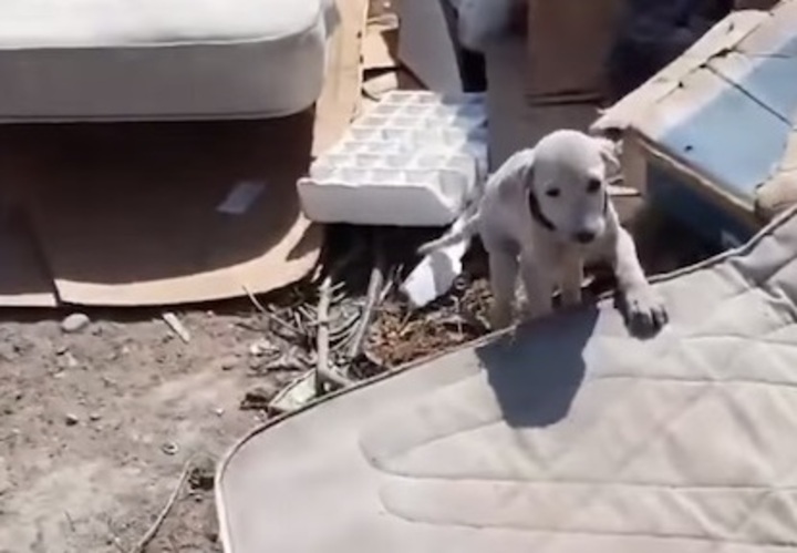 chiot-jete-decharge-meilleure-vie-maintenant