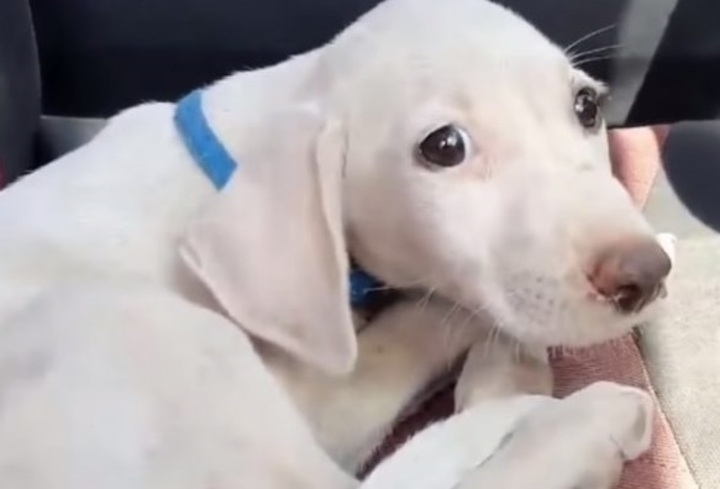 chiot-jete-decharge-meilleure-vie-maintenant