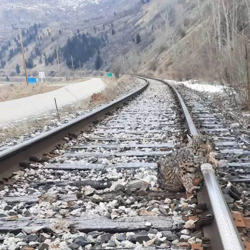lynx-piege-sans-pouvoir-bouger-train-presque-la