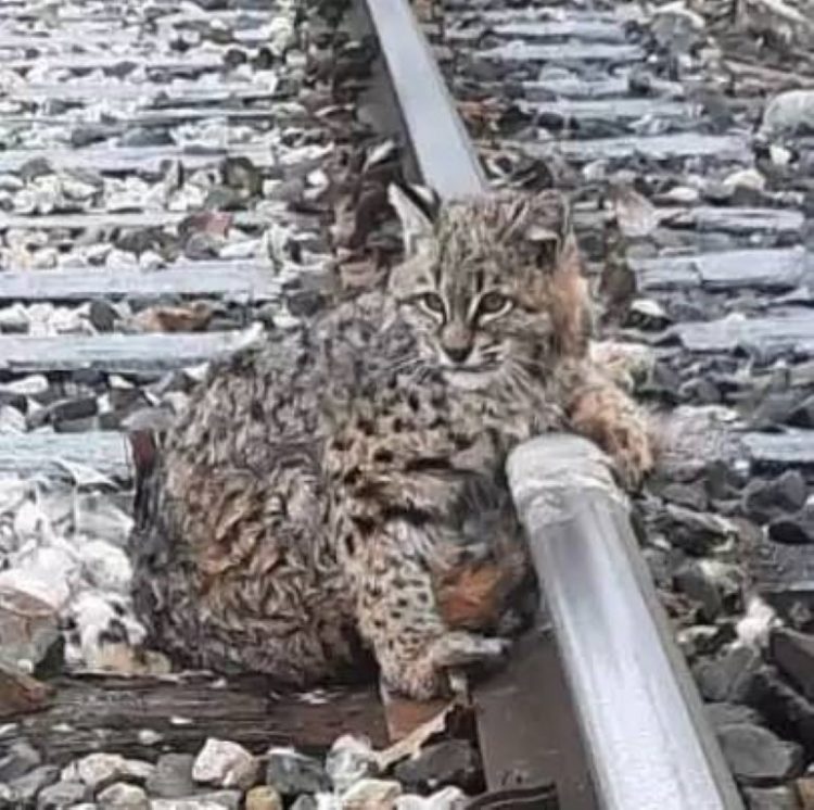lynx-piege-sans-pouvoir-bouger-train-presque-la