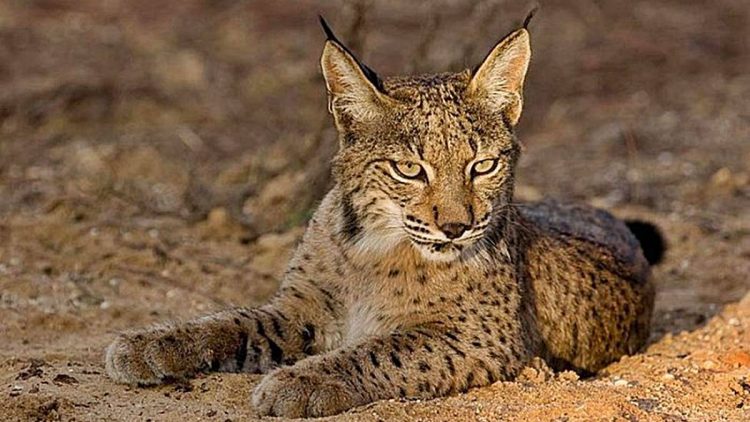 lynx-piege-sans-pouvoir-bouger-train-presque-la