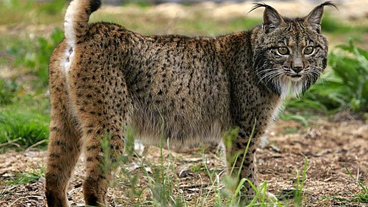 lynx-piege-sans-pouvoir-bouger-train-presque-la