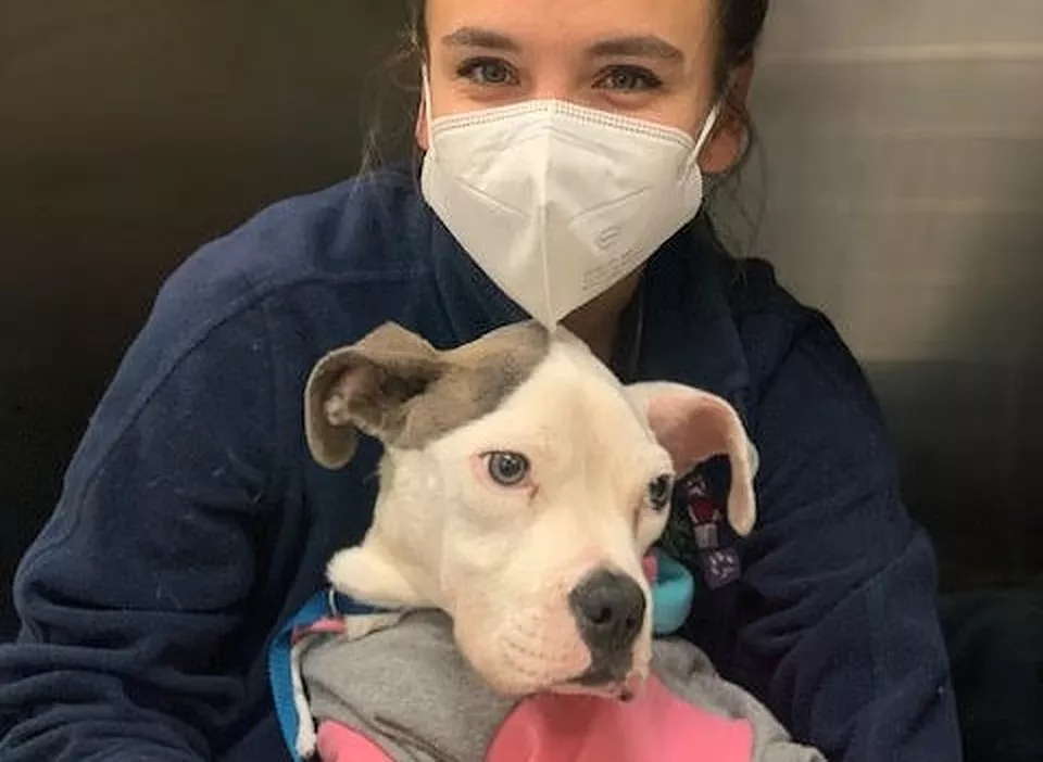 chien-au-bord-mort-retrouve-jete-lexterieur-refuge-transporte-durgence-veterinaire