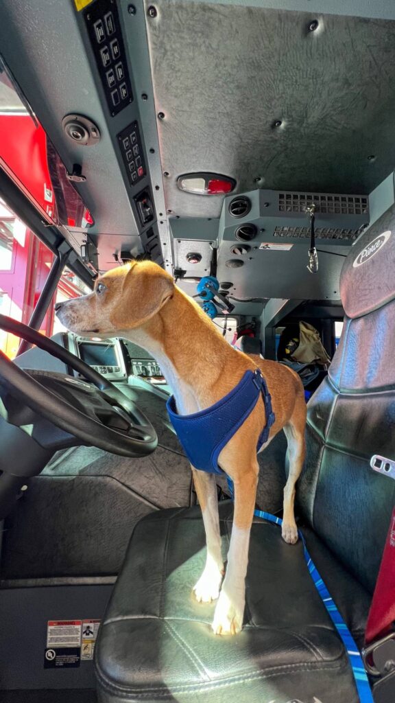 pompiers-adoptent-chien-errant-font-mascotte-station