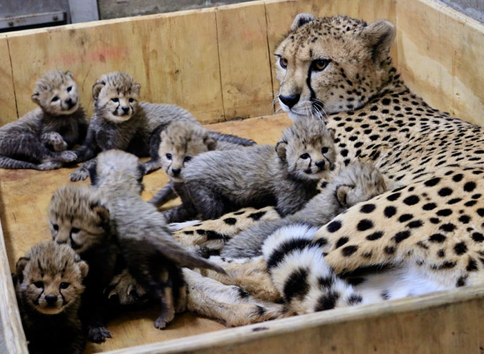 super-maman-vient-donner-naissance-nombre-record-petits-photos-mignonnes