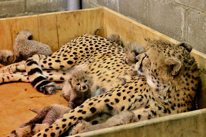 super-maman-vient-donner-naissance-nombre-record-petits-photos-mignonnes