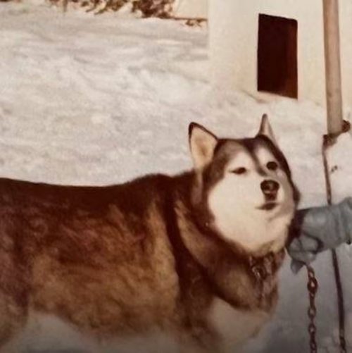 veterinaire-sapproche-prudemment-chiot-capricieux-gagne-confiance