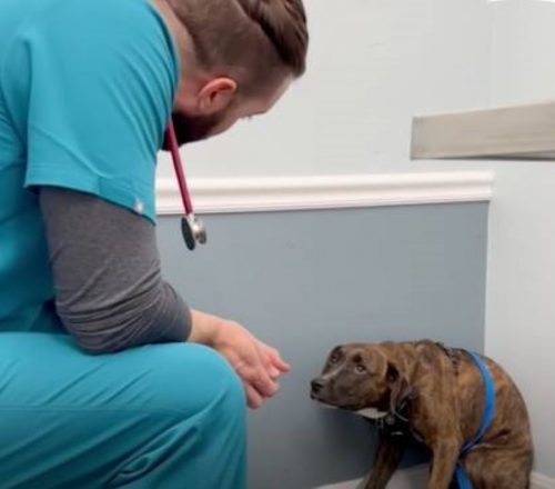 veterinaire-sapproche-prudemment-chiot-capricieux-gagne-confiance