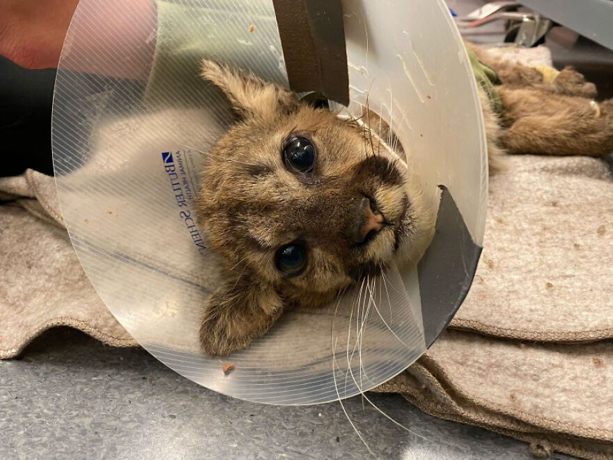 zoo-doakland-sauve-et-rehabilite-un-lionceau-de-montagne-affame-fougueux