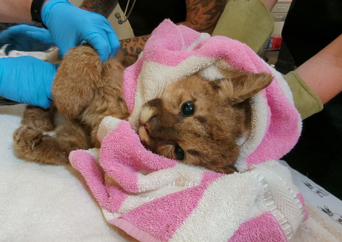 zoo-doakland-sauve-et-rehabilite-un-lionceau-de-montagne-affame-fougueux