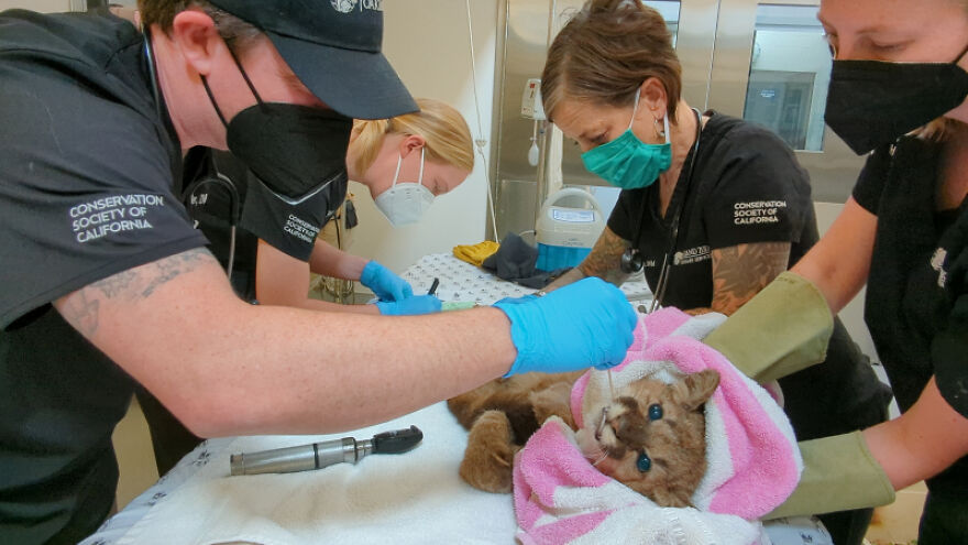 zoo-doakland-sauve-et-rehabilite-un-lionceau-de-montagne-affame-fougueux