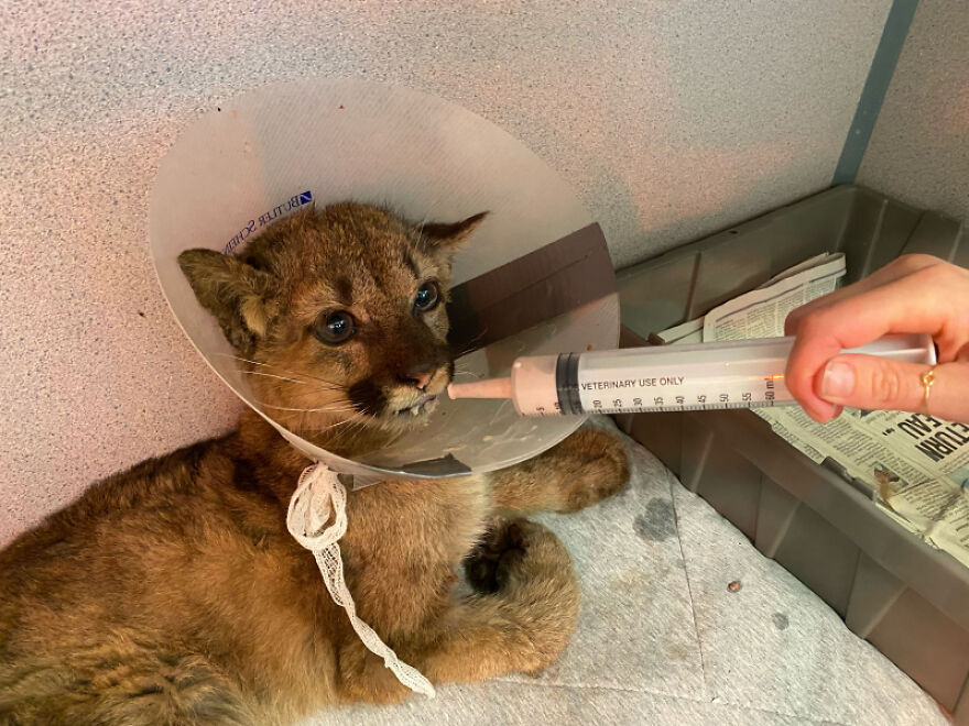 zoo-doakland-sauve-et-rehabilite-un-lionceau-de-montagne-affame-fougueux