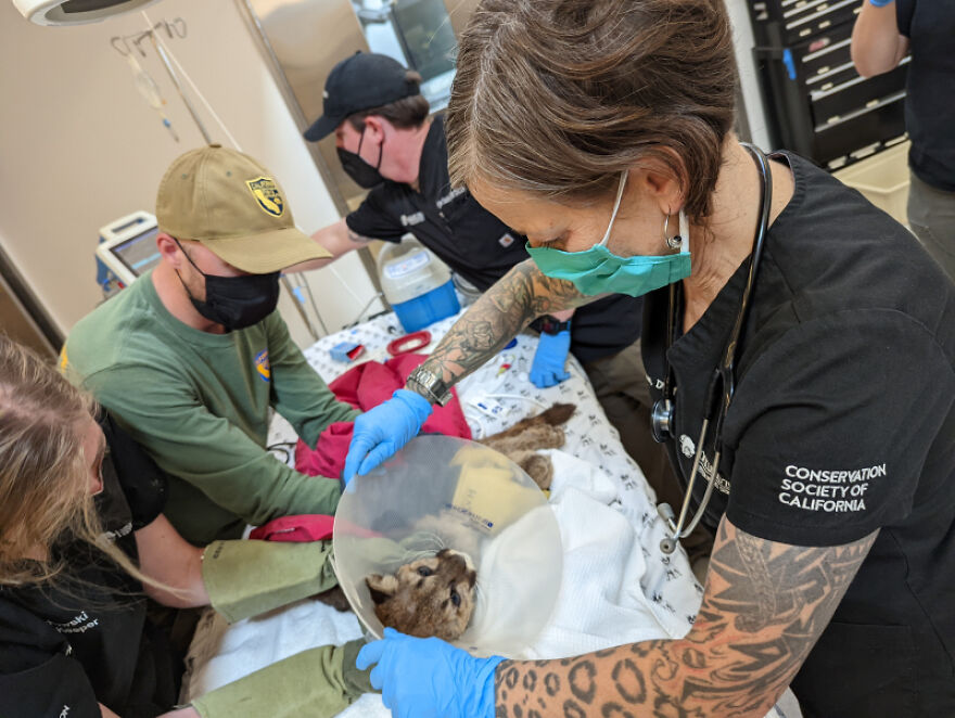 zoo-doakland-sauve-et-rehabilite-un-lionceau-de-montagne-affame-fougueux