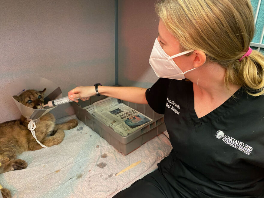 zoo-doakland-sauve-et-rehabilite-un-lionceau-de-montagne-affame-fougueux