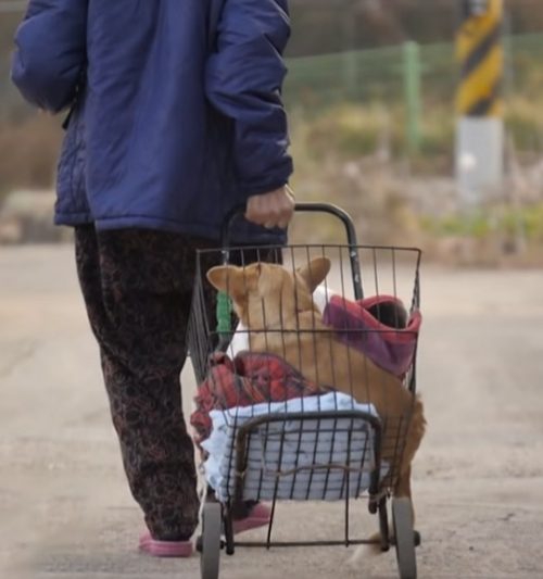 grand-mere-pleure-separee-chien-paralyse