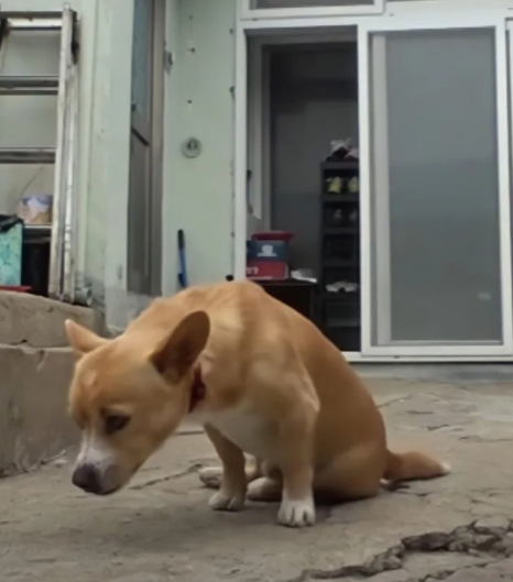 grand-mere-pleure-separee-chien-paralyse