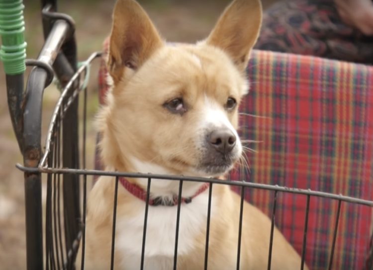 grand-mere-pleure-separee-chien-paralyse