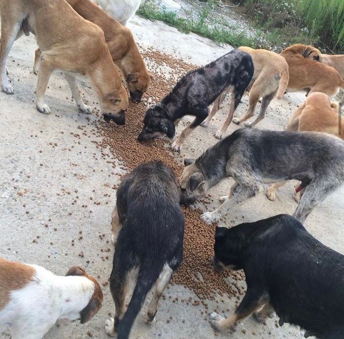 presque-tous-jours-apres-travail-femme-monte-collines-sapanca-turquie-soccuper-chiens-negliges