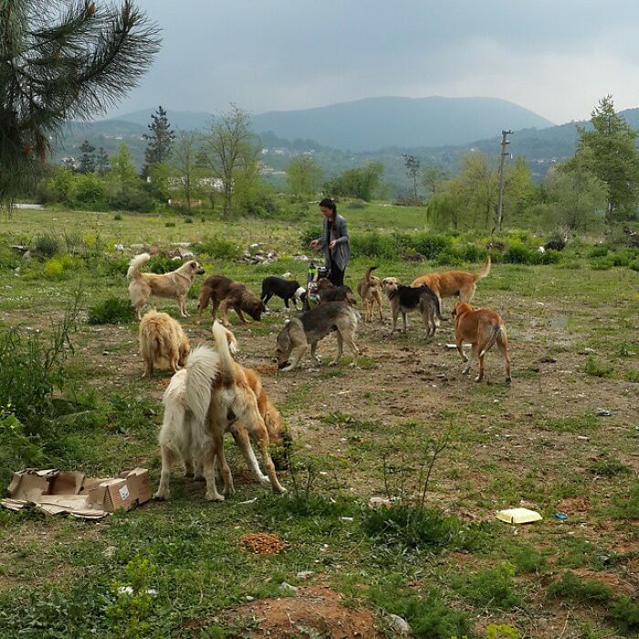 presque-tous-jours-apres-travail-femme-monte-collines-sapanca-turquie-soccuper-chiens-negliges