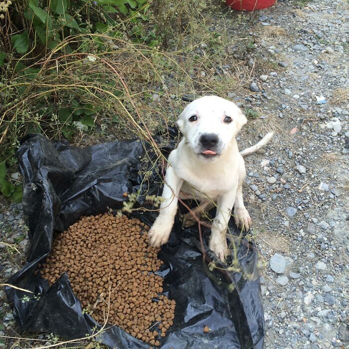 presque-tous-jours-apres-travail-femme-monte-collines-sapanca-turquie-soccuper-chiens-negliges