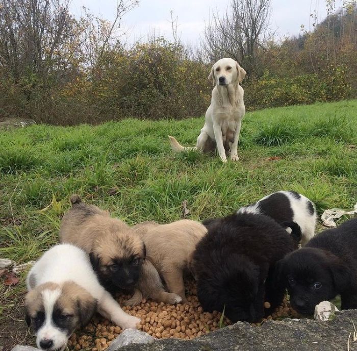 presque-tous-jours-apres-travail-femme-monte-collines-sapanca-turquie-soccuper-chiens-negliges
