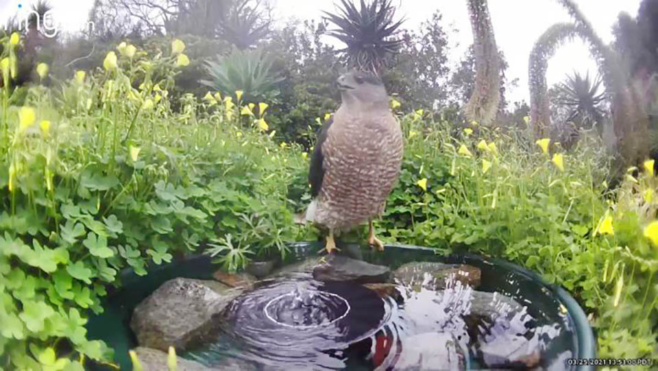 camera-cachee-capture-animaux-partageant-source-deau-jardin