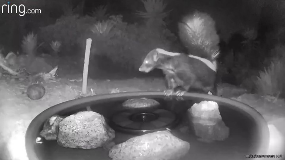 camera-cachee-capture-animaux-partageant-source-deau-jardin