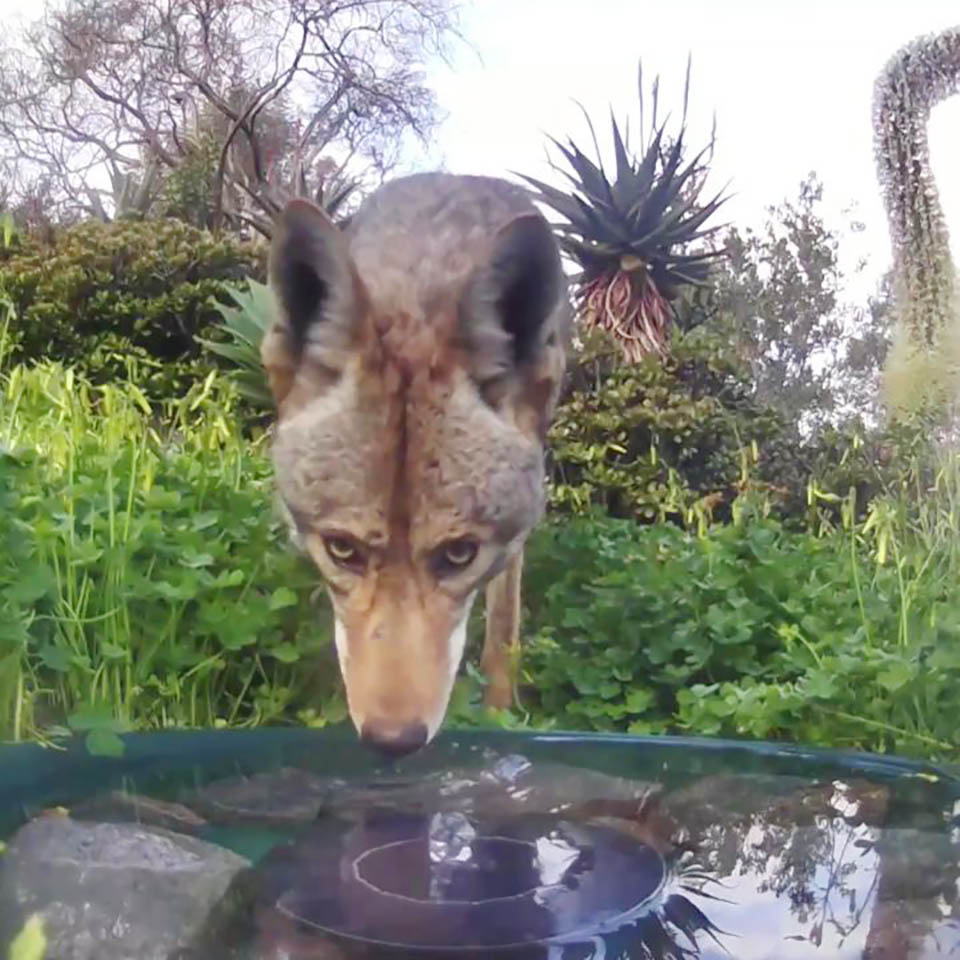 camera-cachee-capture-animaux-partageant-source-deau-jardin