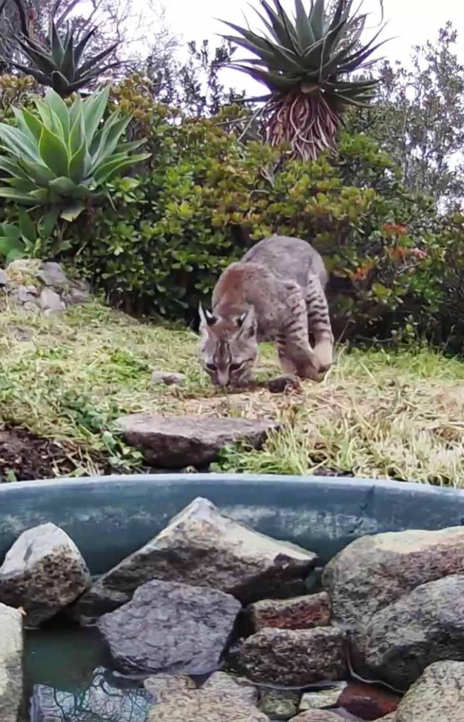 camera-cachee-capture-animaux-partageant-source-deau-jardin