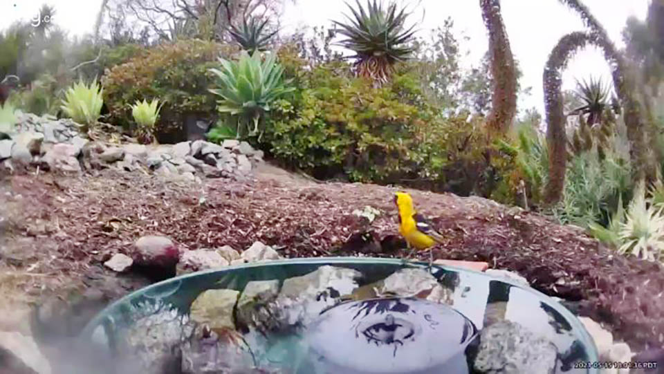 camera-cachee-capture-animaux-partageant-source-deau-jardin