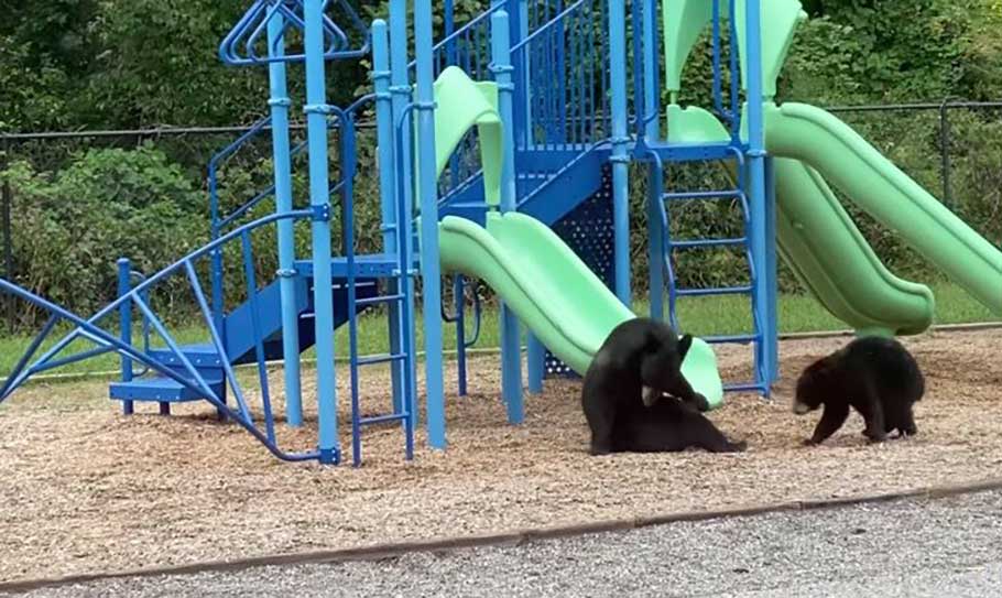 capture ourse jouant petit dans parc enfants