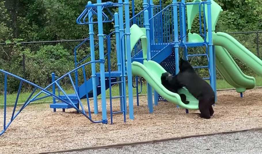 capture ourse jouant petit dans parc enfants