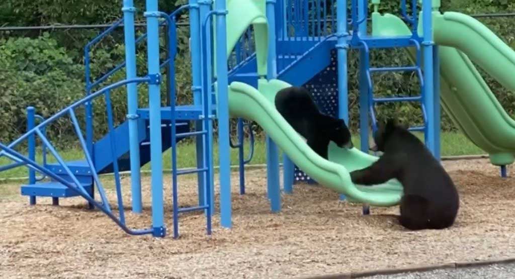 capture ourse jouant petit dans parc enfants