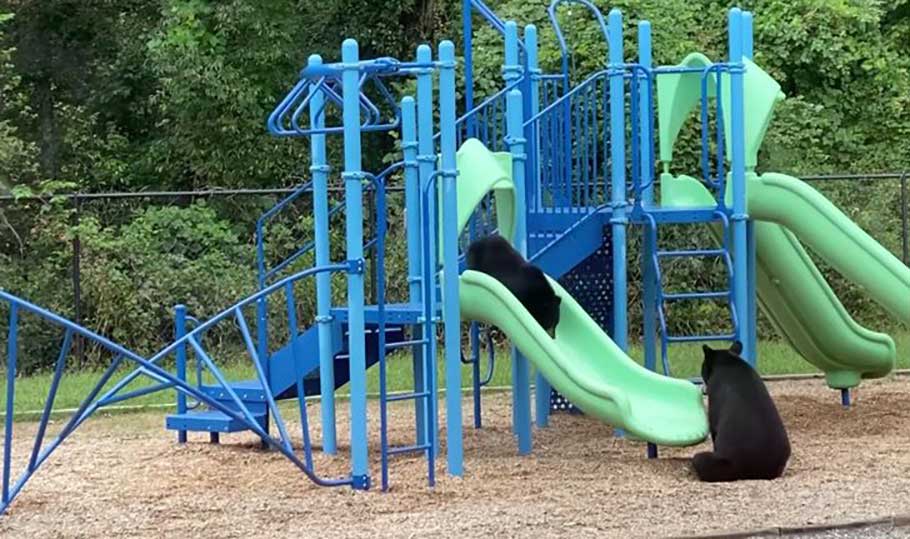 capture ourse jouant petit dans parc enfants