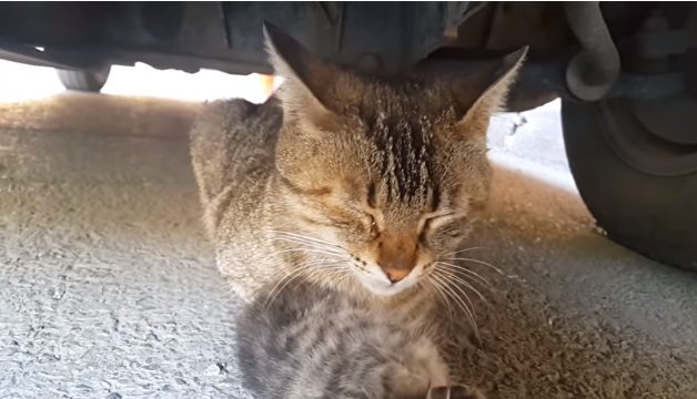 chatte pleure sous voiture serrant corps bebe decede