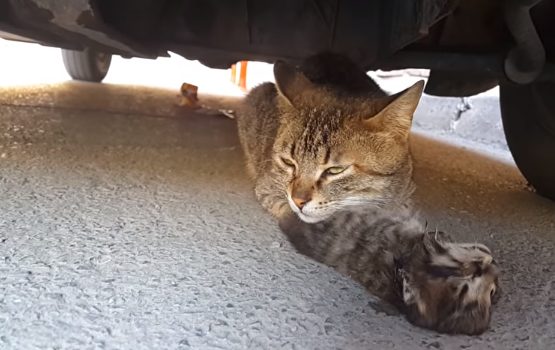 chatte pleure sous voiture serrant corps bebe decede