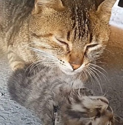 chatte pleure sous voiture serrant corps bebe decede
